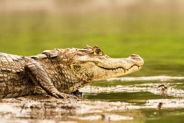 Spectacled Caiman - Caiman crocodilus lying on river bank in Cano Negro, Costa Rica, big reptile in awamp, close-up crocodille portrait, dangerous hunter resting on shore
