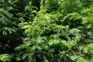 Bush of yew with fresh spring foliage