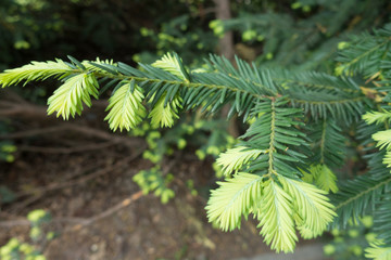 Bright green new growth on branches of yew