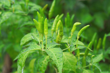 green chilli in organic farm