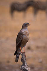 Southern Pale Chanting Goshawk in Etosha park, Namibia