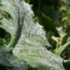 Powdery mildew on zucchini plant in the vegetable garden. Zucchini leaves damaged by illness
