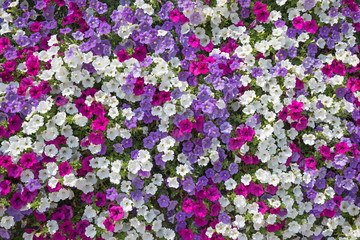 Petunien Hintergrund - üppiger Blumenbalkon