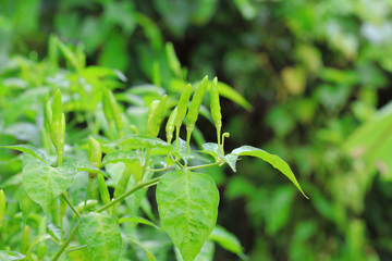 green chilli in organic farm