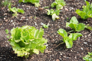 Lettuce in a home vegetable garden