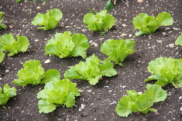 Lettuce in a home vegetable garden