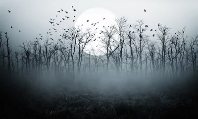 Fototapeten dunkle Nacht Wald Vollmond © Dark Illusion