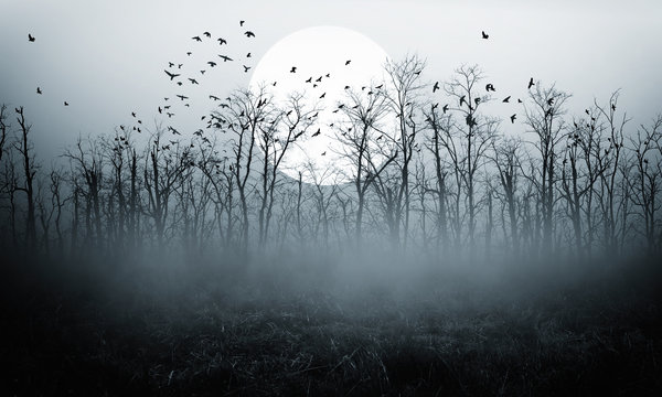dark night forest  full moon
