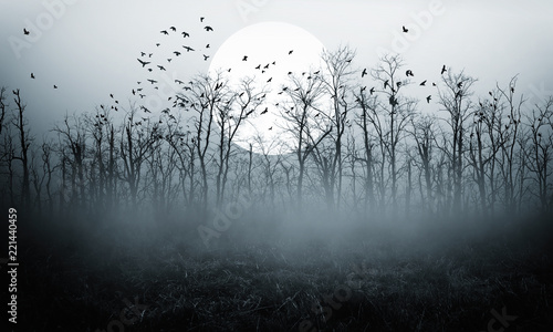 dark night forest  full moon