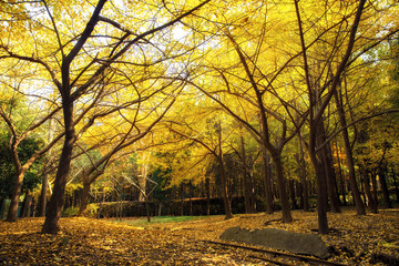 Ginkgo in autumn