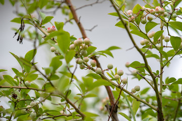 ブルーベリーの若い実