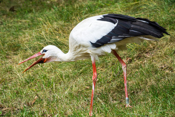 Huge adult stork on green meadow