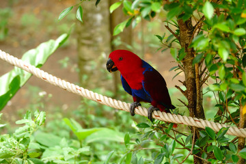 The red parrot sits on a rope beside a tree. Wildlife caused by tropical forest Beautiful parrot on a green tree in a zoo in Khao Kheow.