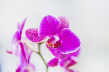 Fototapeta na wymiar Orchidée couleur fushia