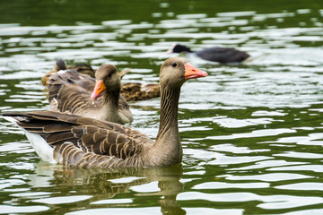 Group of ducks on the water