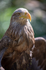 Adler