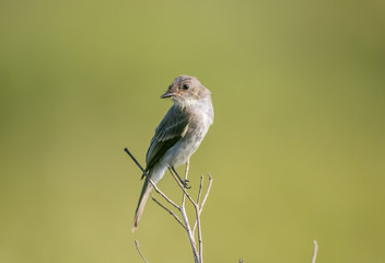 bird on a limb