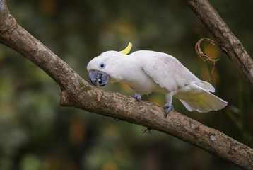 Eleonora cockatoo - Cacatua galerita eleonora, beautiful white parrot from Aru islands, Indonesia.