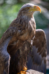 Adler