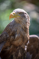 Adler