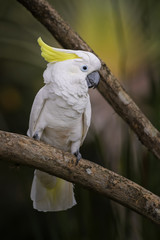 Eleonora cockatoo - Cacatua galerita eleonora, beautiful white parrot from Aru islands, Indonesia.