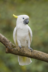 Eleonora cockatoo - Cacatua galerita eleonora, beautiful white parrot from Aru islands, Indonesia. © David