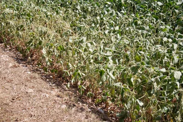Foto op Plexiglas Soybean field damaged by drought in summer. Countryside landscape © saratm