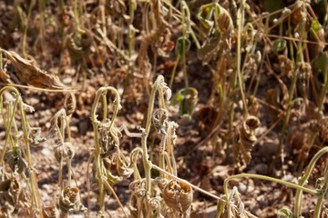 Soybean field damaged by drought in summer. Countryside landscape