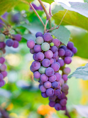 Close-up of bunches of ripe red wine grapes on vine, harvest