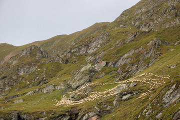 Fototapeta na wymiar Flock of sheep on a hill.