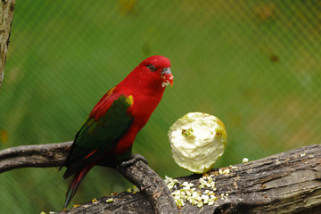 The red parrot is eating fruit. Wildlife caused by tropical forest Beautiful parrot on a green tree in a zoo in Khao Kheow.