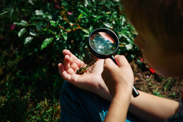 kids learning - child exploring dragonfly with magnifying glass