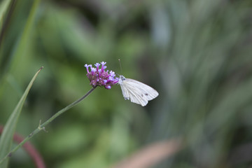 butterfly on purple verbena 