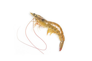 Fresh shrimp isolated on white background.