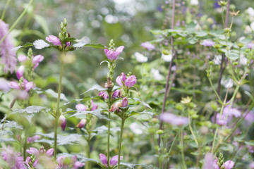 pink flowers in garden