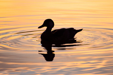 silhouette of a duck