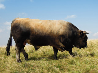 Taureau Aubrac Aveyron 2