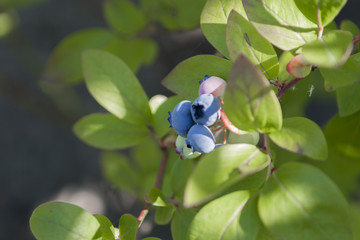 blueberries tree in garden