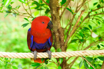 The red parrot sits on a rope beside a tree. Wildlife caused by tropical forest Beautiful parrot on a green tree in a zoo in Khao Kheow.