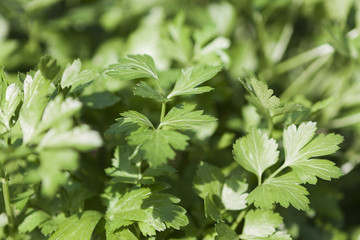 petroselinum crispum, parsley in garden