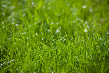 Closeup of green grass on blurred background