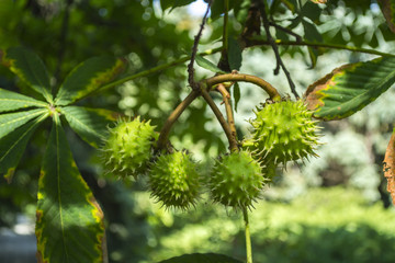 The young chestnut macro shot.