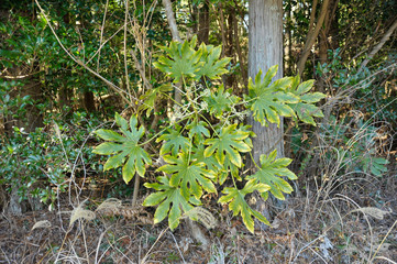 Fatsia Japonica (Japanese Aralia). Green leafy plant with yellowed edges outdoors in the forest....