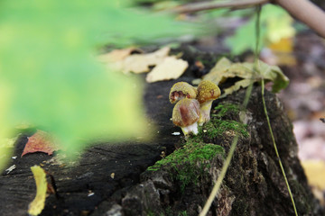 With the advent of autumn, after the rains in the forest and on the glades, mushrooms begin to grow among the leaves and moss. These are small hemp honey agarics.