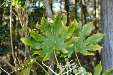 Fatsia Japonica (Japanese Aralia). Close-up of leaf with yellowed edges. Background with trees and green leaves. Winter in Fuji City, Japan.