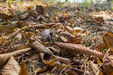 The falling leaves on the ground.