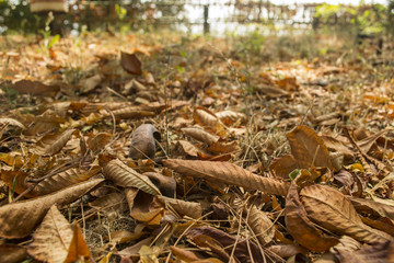 The falling leaves on the ground.