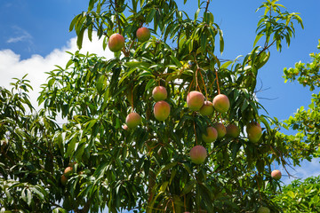 Mango Tree