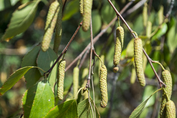 Obraz premium The birch buds close up.