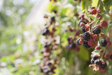 blackberry fruit in garden 